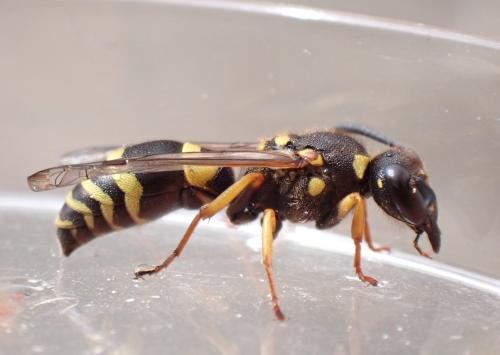 Réf. 334 346 : Ancistrocerus claripennis